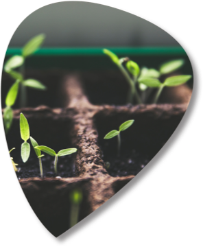 Seedlings sprouting in a tray